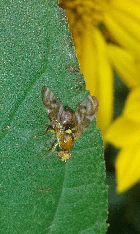 Tephritidae : Euleia heraclei? S